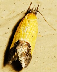Ponometia semiflava