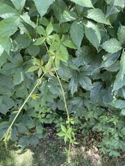 Parthenocissus inserta