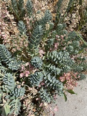 Euphorbia myrsinites