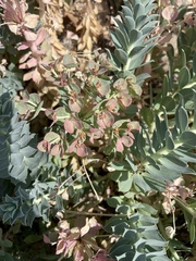 Euphorbia myrsinites