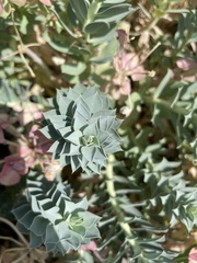 Euphorbia myrsinites