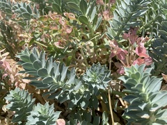 Euphorbia myrsinites