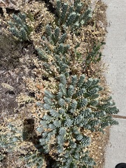 Euphorbia myrsinites
