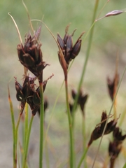 Juncus castaneus