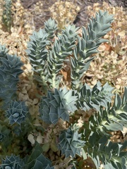Euphorbia myrsinites