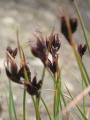 Juncus castaneus