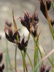 Juncus castaneus