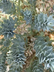 Euphorbia myrsinites