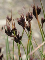Juncus castaneus