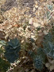 Euphorbia myrsinites