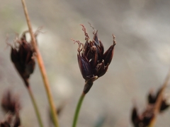 Juncus castaneus