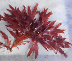 Callophyllis pinnata