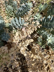 Euphorbia myrsinites