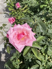 Rosa