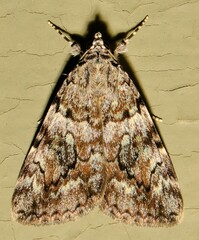 Catocala lineella
