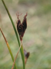 Juncus castaneus