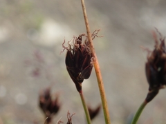 Juncus castaneus