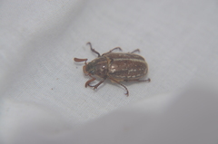 Polyphylla variolosa