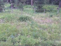 Calochortus eurycarpus