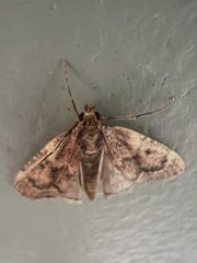 Aglossa disciferalis