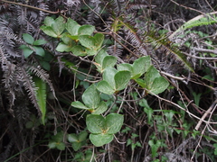 Rhododendron sanctum