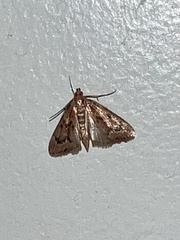 Aglossa disciferalis