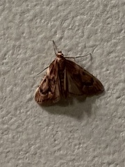 Aglossa disciferalis