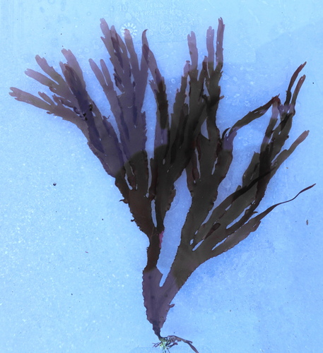 Cryptopleura violacea observed 2022-07-15
