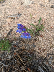 Penstemon glaber alpinus