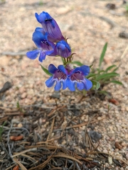 Penstemon glaber alpinus