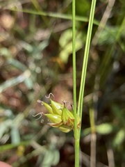 Carex oligosperma
