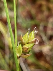 Carex oligosperma