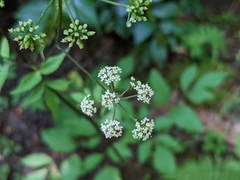 Ligusticum canadense