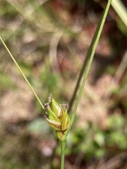 Carex oligosperma