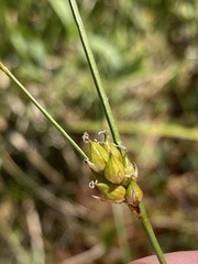 Carex oligosperma