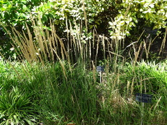 Calamagrostis × acutiflora