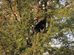 Molothrus rufoaxillaris