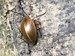 Ellipticus dorbignyi