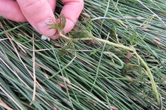 Ranunculus longirostris