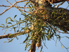 Phoradendron quadrangulare