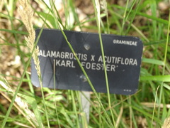 Calamagrostis × acutiflora
