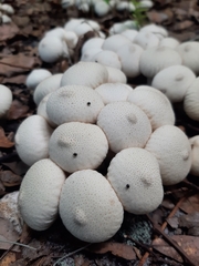 Lycoperdon perlatum image