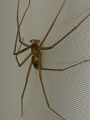 Loxosceles rufescens