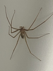Loxosceles rufescens