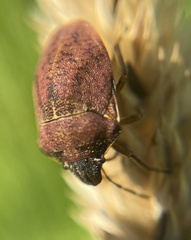 Homaemus aeneifrons