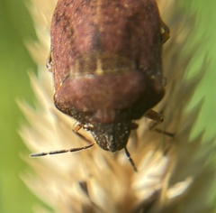 Homaemus aeneifrons