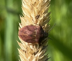 Homaemus aeneifrons