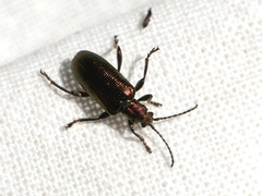 Plateumaris discolor