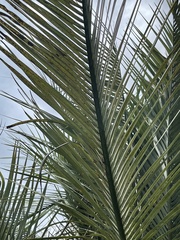 Butia capitata