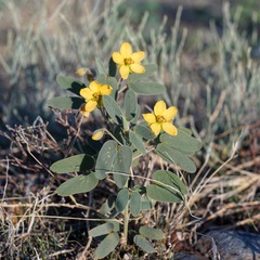 Senna bauhinioides